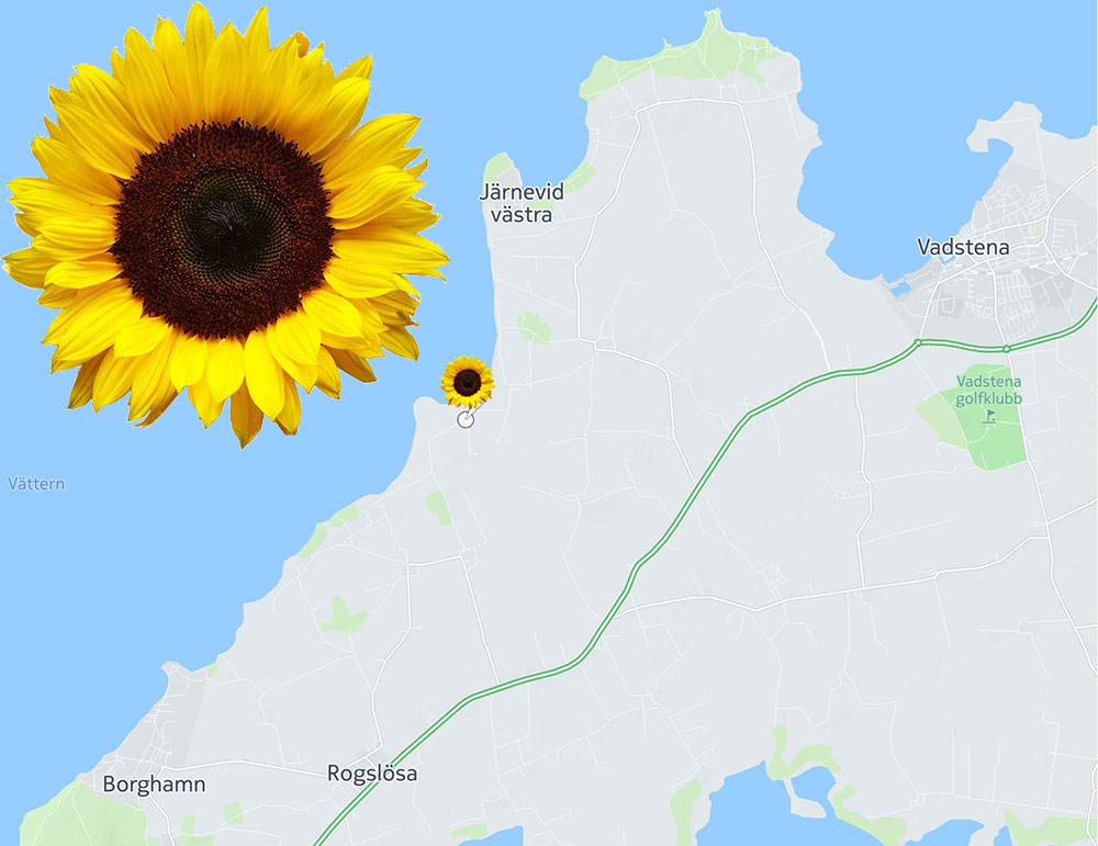 sunflower map